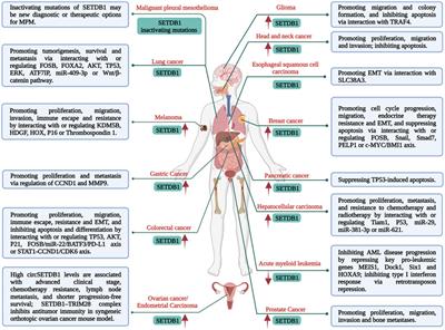 Role of histone methyltransferase SETDB1 in regulation of tumourigenesis and immune response